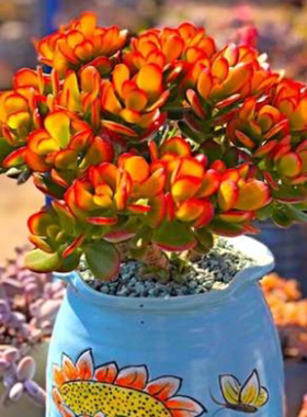 多肉植物室内室外好田园净化空气