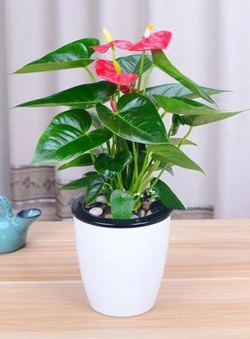 绿植盆栽室内阳台多肉植物田园风