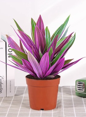 绿植盆栽净化空气好田园室内阳台