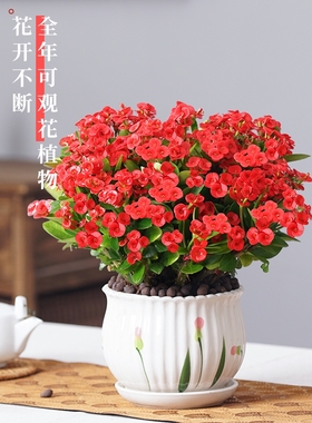 净化空气北欧室内阳台绿植盆栽