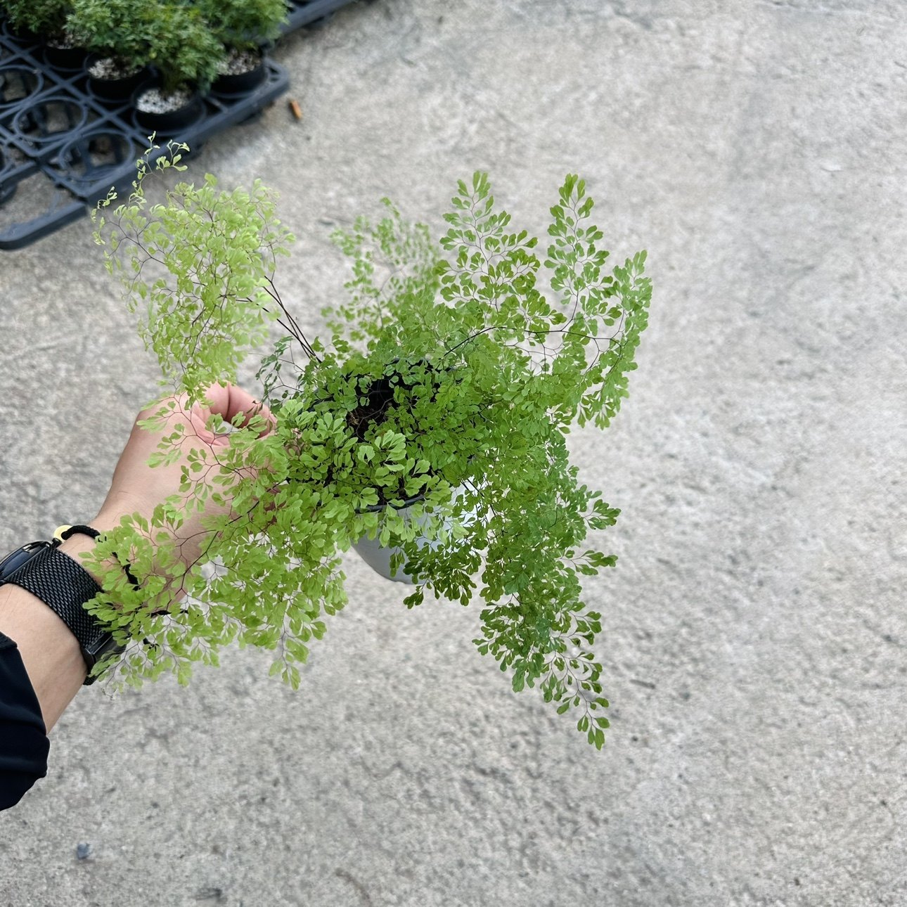 花与花器正品迷雾森林铁线蕨极小叶品种绿植盆栽观叶蕨类植物喜阴,淘宝优惠券,粉丝福利购,淘宝优惠卷