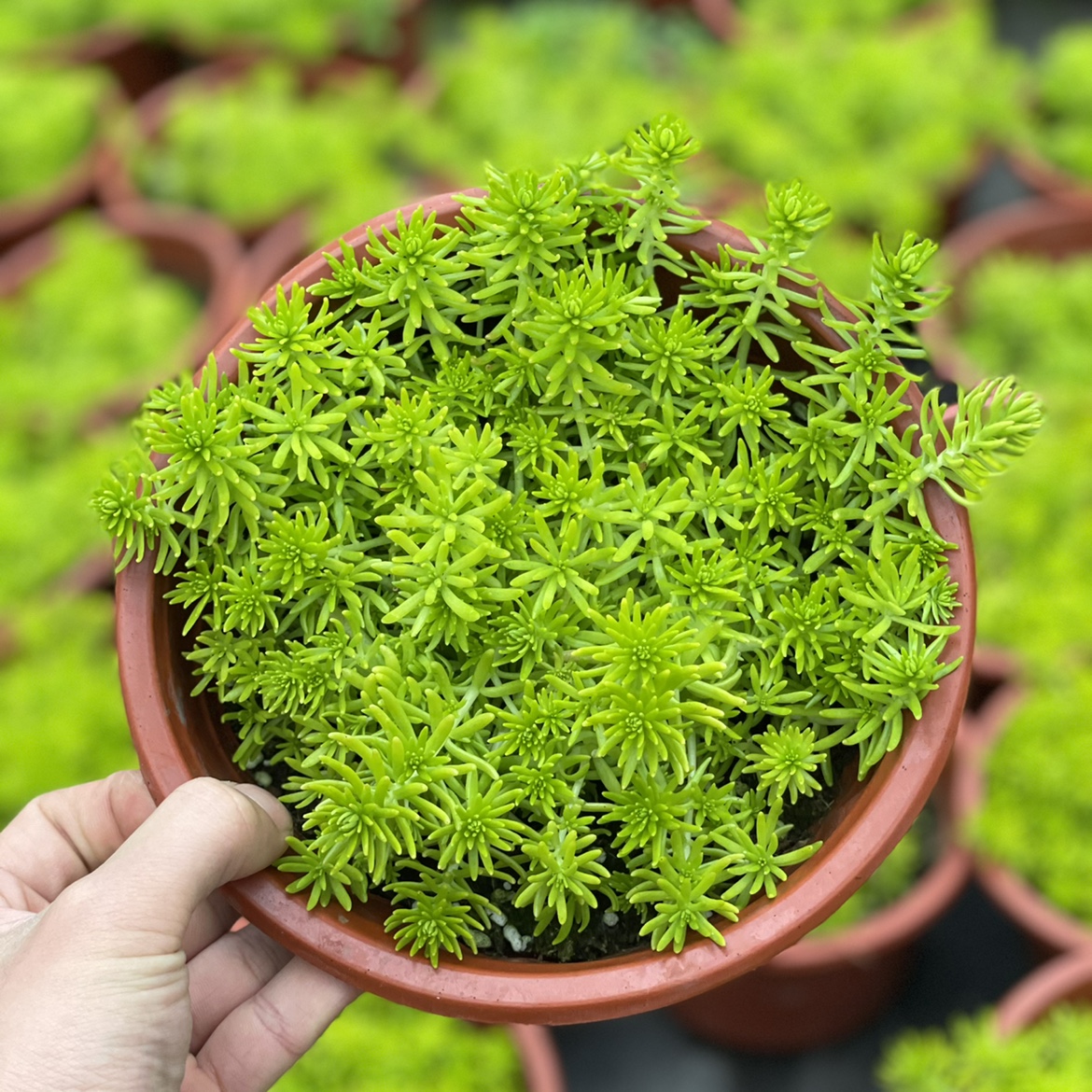 花与花器佛甲草盆栽花园庭院地栽金叶草坪多年生地被绿植物耐寒 花与花器简约生活 淘优券