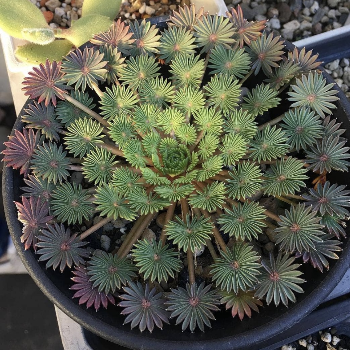 花与花器 棕榈酢浆草 孔雀之舞成株盆栽 室内阳台绿植物耐寒花卉