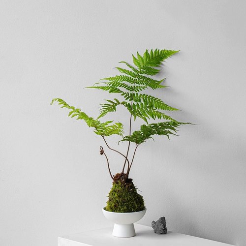 花与花器 红磷蕨 红鳞蕨室内办公桌面盆栽禅意耐阴绿植蕨类植物 - 图0