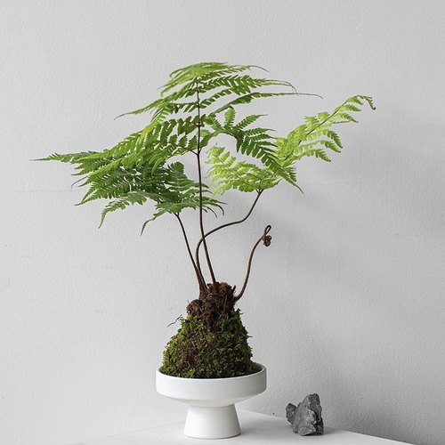 花与花器 红磷蕨 红鳞蕨室内办公桌面盆栽禅意耐阴绿植蕨类植物 - 图3