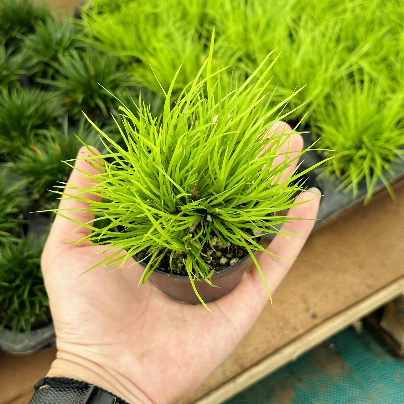 花与花器 菖蒲微型盆景金钱黄金姬虎须雨林缸绿植水培迷你小盆栽 - 图1