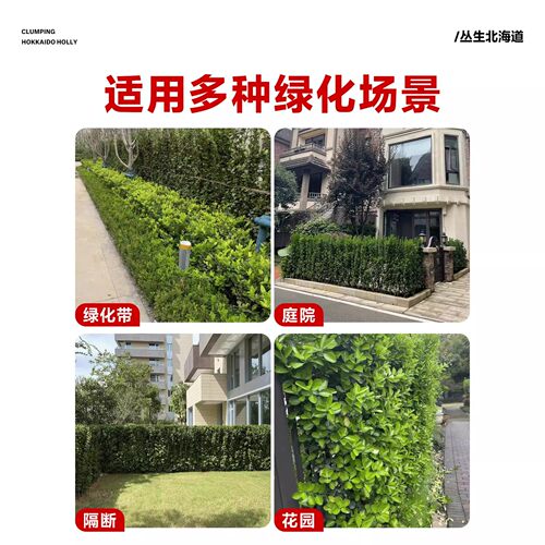 直立冬青苗法国冬青北海道黄杨大叶黄杨庭院围墙篱笆四季常青 - 图3