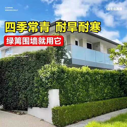 直立冬青苗法国冬青北海道黄杨大叶黄杨庭院围墙篱笆四季常青 - 图2