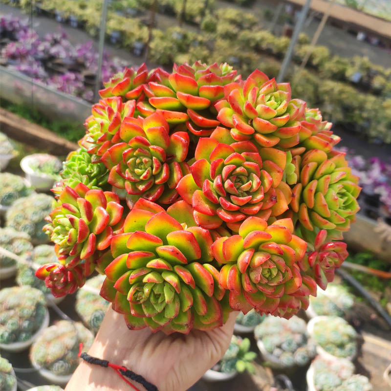 蒂亚火焰蒂亚老桩捧花群生多肉植物古典花园云南货 古典花园 淘优券