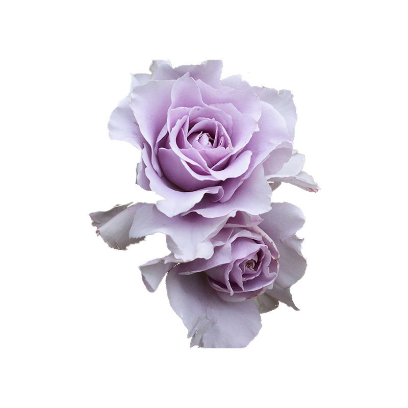 妆元红摩羯座蓝月石结晴空爽萨布丽娜百香果娜乌西卡微笑浓香大花,淘宝优惠券,粉丝福利购,淘宝优惠卷