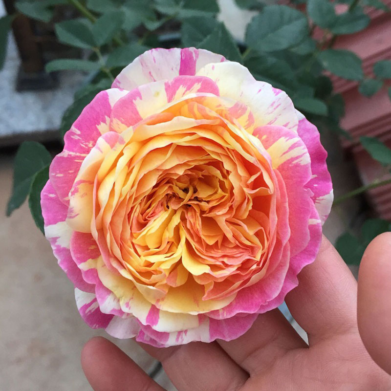 2012年法国Claude Monet莫奈条纹浓强香渐变多色四季天狼说月季花 - 图1