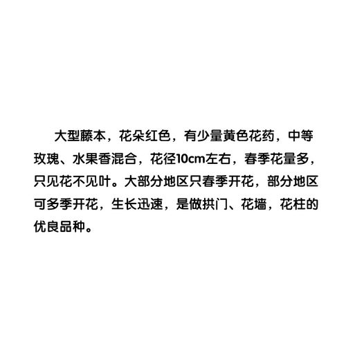 2002年德国Florentina佛罗伦萨蒂娜红色爬藤本香耐寒热院子种多花 - 图0
