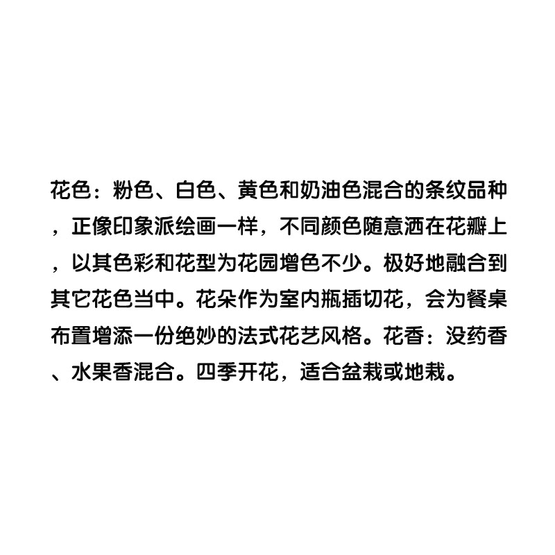 2012年法国Claude Monet莫奈条纹浓强香渐变多色四季天狼说月季花 - 图0
