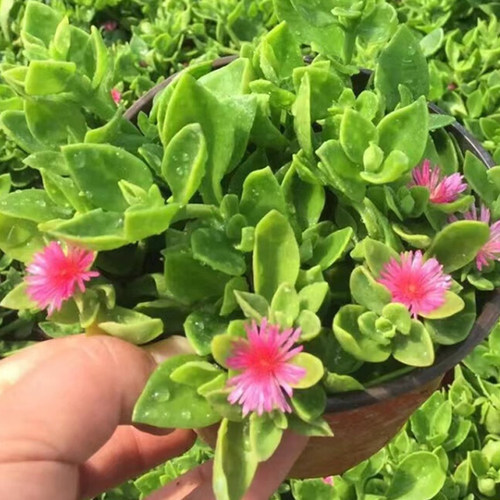 牡丹吊兰花苗带花阳台垂吊四季种植吊兰盆栽开花植物花卉穿心莲 - 图0