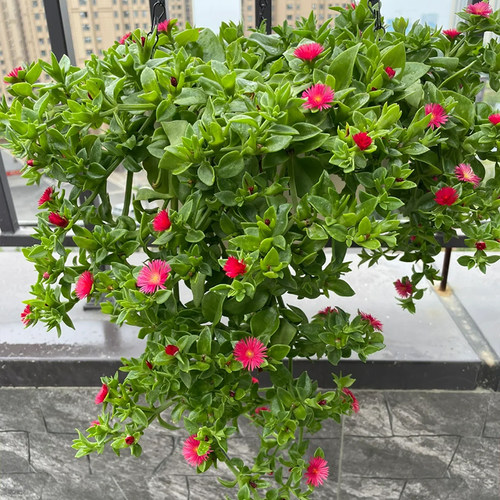 牡丹吊兰花苗带花阳台垂吊四季种植吊兰盆栽开花植物花卉穿心莲 - 图2