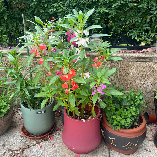 凤仙花花苗指甲花盆栽阳台庭院学生观察花卉植物学生观察作业 - 图2