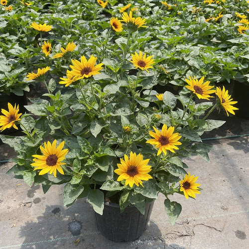 盆栽光辉岁月向日葵苗带花苞四季开花多年生阳台绿植花卉好养易活 - 图0
