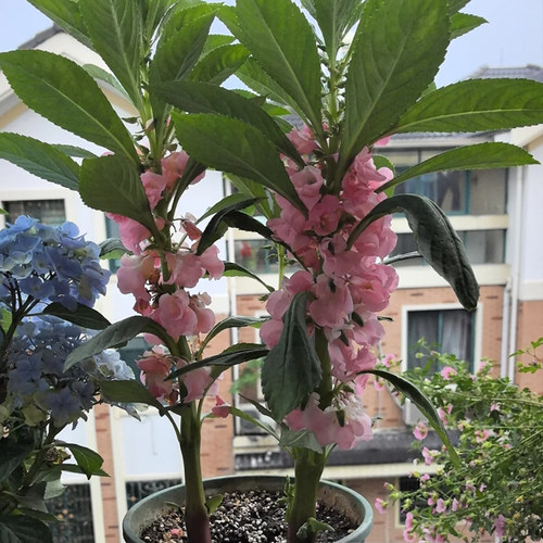 凤仙花花苗指甲花盆栽阳台庭院学生观察花卉植物学生观察作业 - 图3