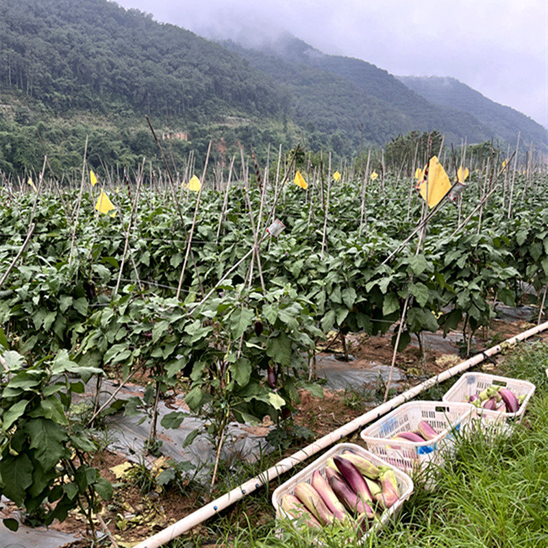 冰川糯茄子云南批特色餐厅酒店食材农家新鲜发烧烤缅甸5脆皮2包邮,淘宝优惠券,粉丝福利购,淘宝优惠卷