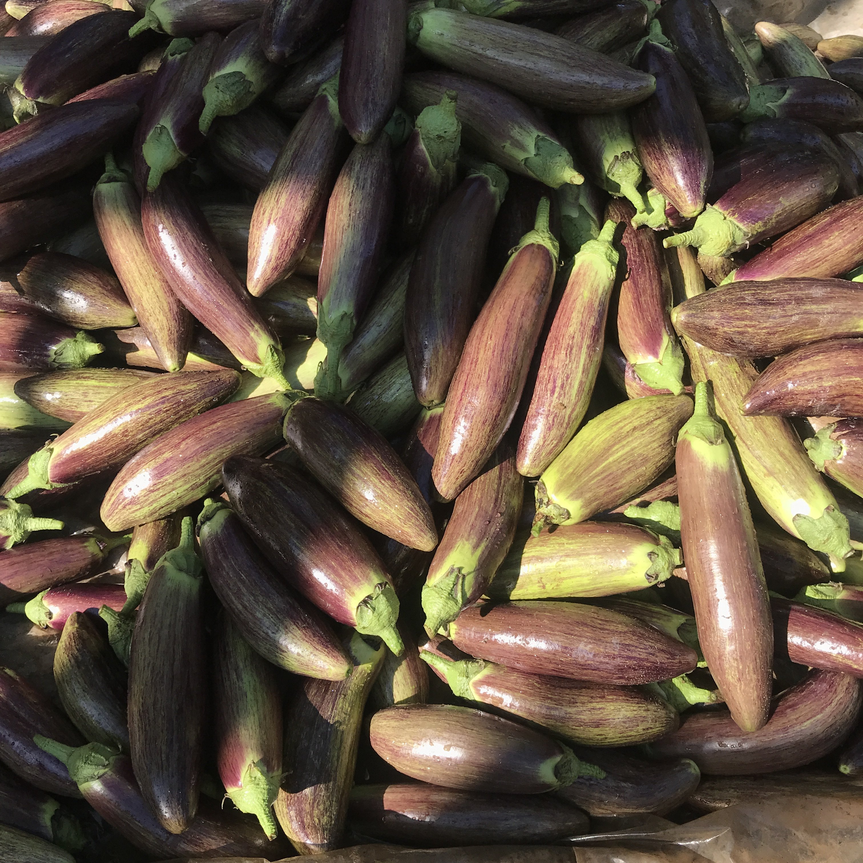 冰川糯茄子云南批特色餐厅酒店食材农家新鲜发烧烤缅甸5脆皮2包邮,淘宝优惠券,粉丝福利购,淘宝优惠卷