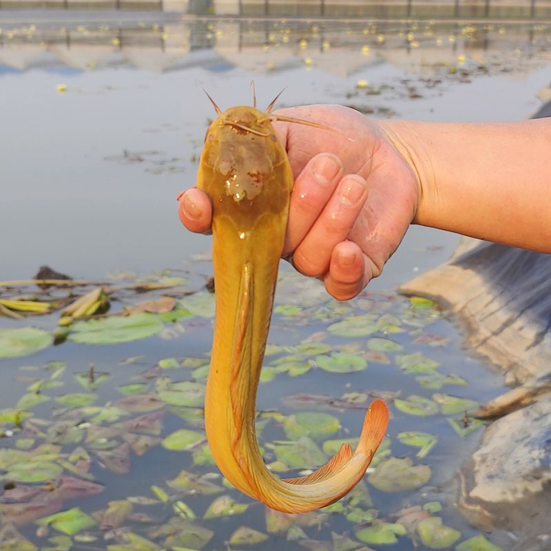 塘鲺鱼苗淡水养殖食用塘角鱼苗皇妃一代鱼苗本地土塘鲺八胡子鲶鱼-图2