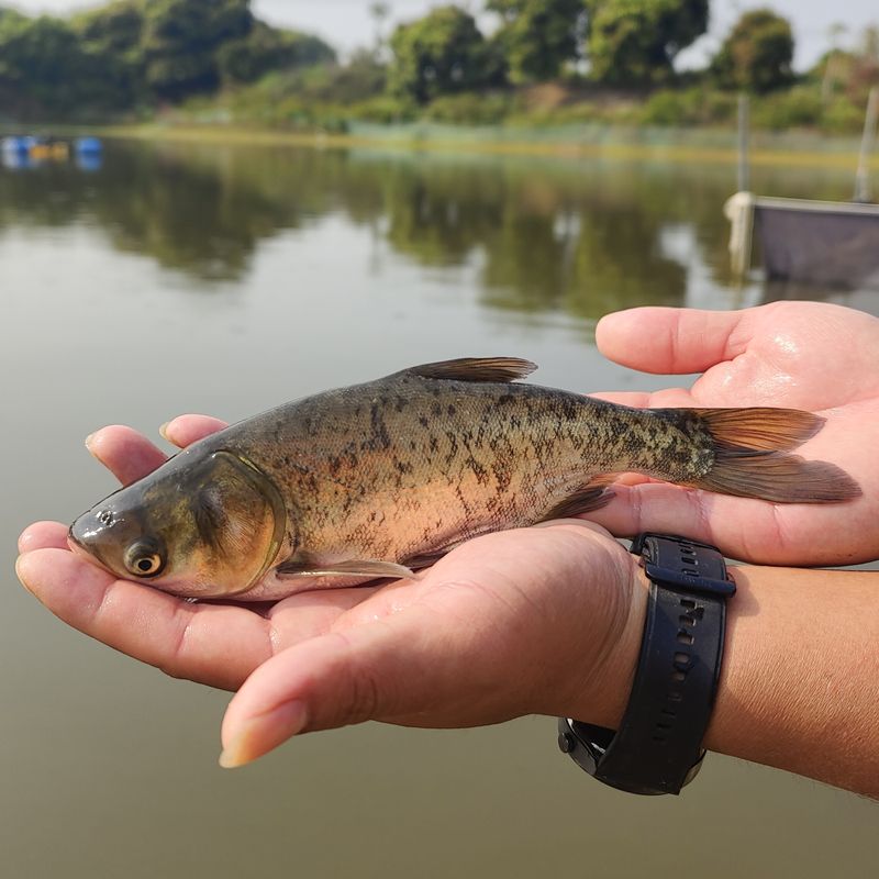 大头鱼苗淡水养殖食用鲢鳙鱼半斤胖头鱼白鲢雄鱼鳊鱼花鲢鱼苗 - 图1