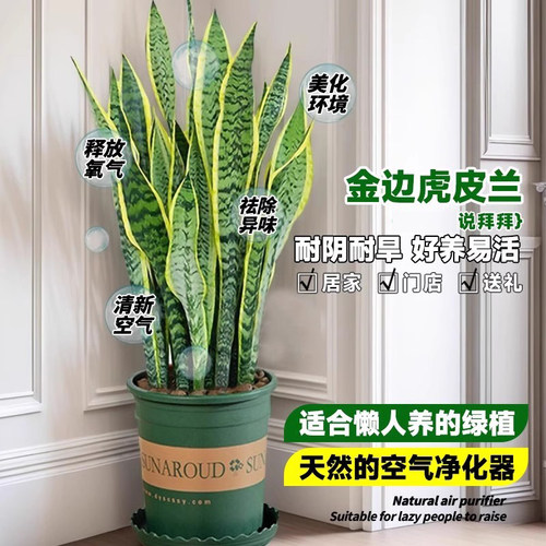 金边虎皮兰盆栽花卉多肉水培绿植物室内好养办公室四季常青虎尾兰 - 图0