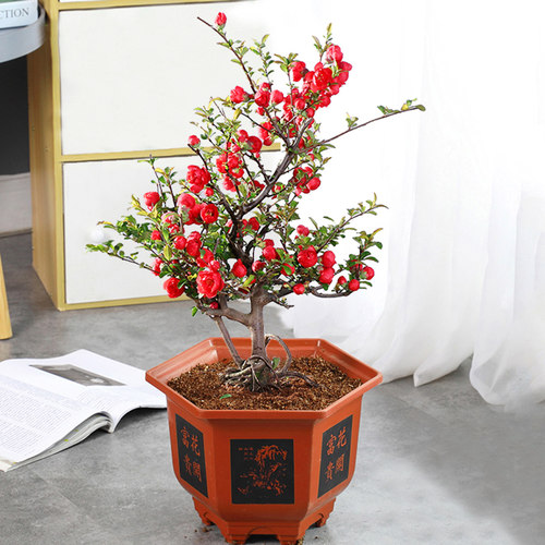 海棠花盆栽树苗带花苞盆景重瓣老桩庭院绿植物室内开花卉好养 - 图0