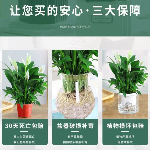 白掌盆栽一帆风顺绿萝花卉植物室内花水培红掌绿植发财树净化空气 - 图2