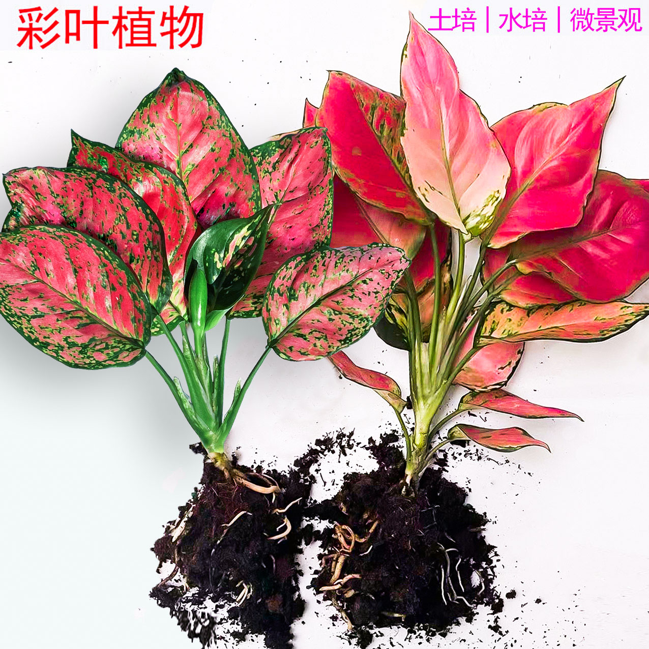 吉利红如意皇后花万年红水培水养室内绿萝植物花卉易活盆栽发财树