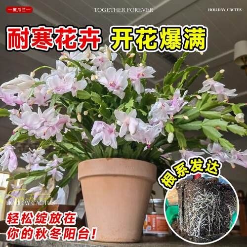 新品重瓣蟹爪兰盆栽带花苞耐寒花卉大全室内阳台植物易活四季开花 - 图3