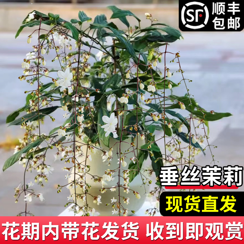 垂丝茉莉花盆栽带花苞风车茉莉爬藤植物室内阳台花卉绿植四季开花-图0