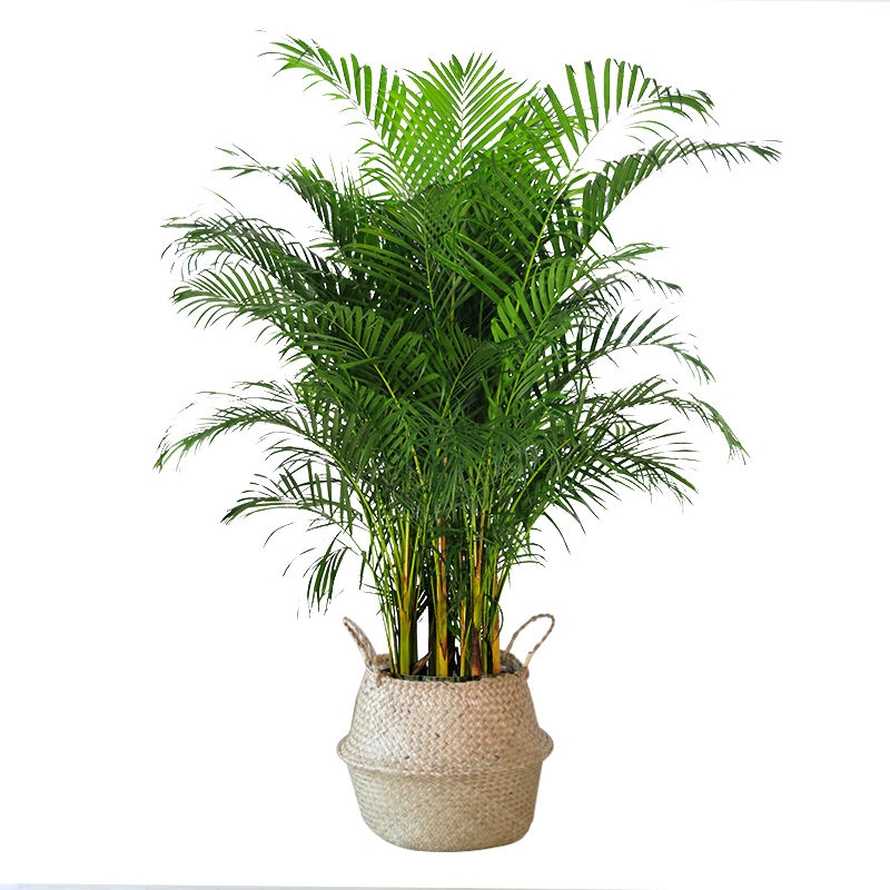 网红散尾葵客厅大型绿植散尾葵室内盆栽植物袖珍椰子绿植凤尾竹大,淘宝优惠券,粉丝福利购,淘宝优惠卷