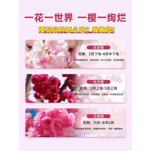樱花树苗庭院大树日本晚樱南北方庭院种植花卉盆栽工程绿化风景树 - 图3