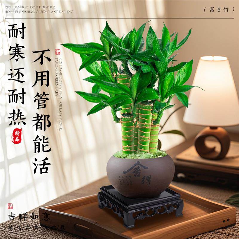 富贵竹盆栽办公室内中式盆景观音竹步步高升绿植客厅招财,淘宝优惠券,粉丝福利购,淘宝优惠卷