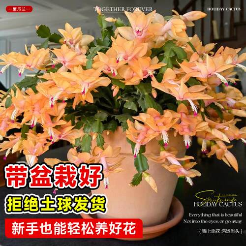 新品重瓣蟹爪兰盆栽带花苞耐寒花卉大全室内阳台植物易活四季开花 - 图2