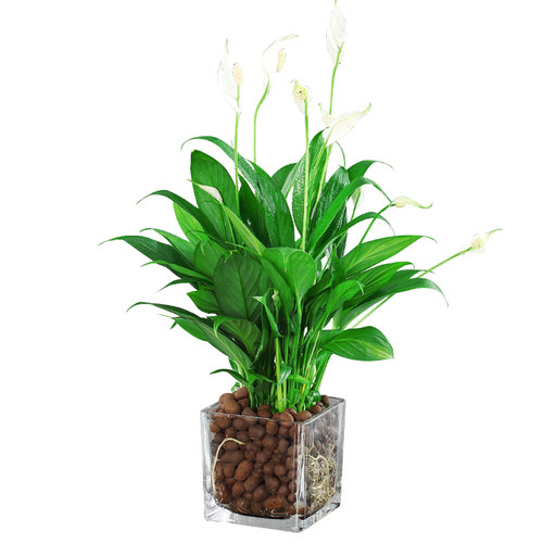白掌绿植一帆风顺盆栽水培植物办公室内花卉红掌好养易活开花 - 图3
