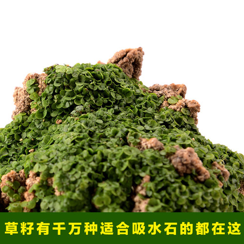 上水石吸水石假山草籽盆景微景观盆栽草籽植物珍珠草碗莲苔藓粉 - 图2