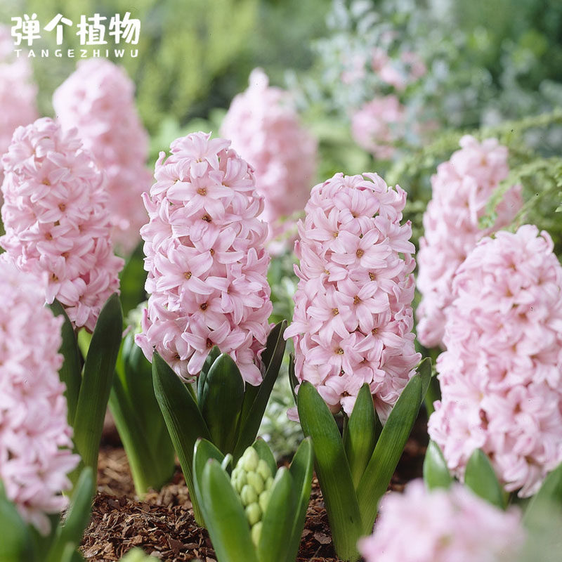 风信子种球荷兰进口土培水培阳台庭院地栽芳香易养现货,淘宝优惠券,粉丝福利购,淘宝优惠卷