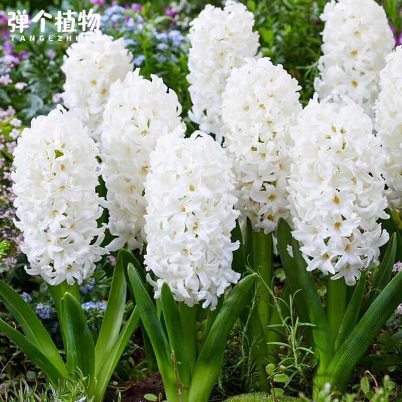 风信子种球荷兰进口土培水培阳台庭院地栽芳香易养现货,淘宝优惠券,粉丝福利购,淘宝优惠卷