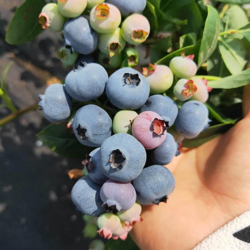 兔眼薄雾嫁接蓝莓苗带土南北方种植地栽盆栽苗当年结果蓝莓果树苗 - 图1