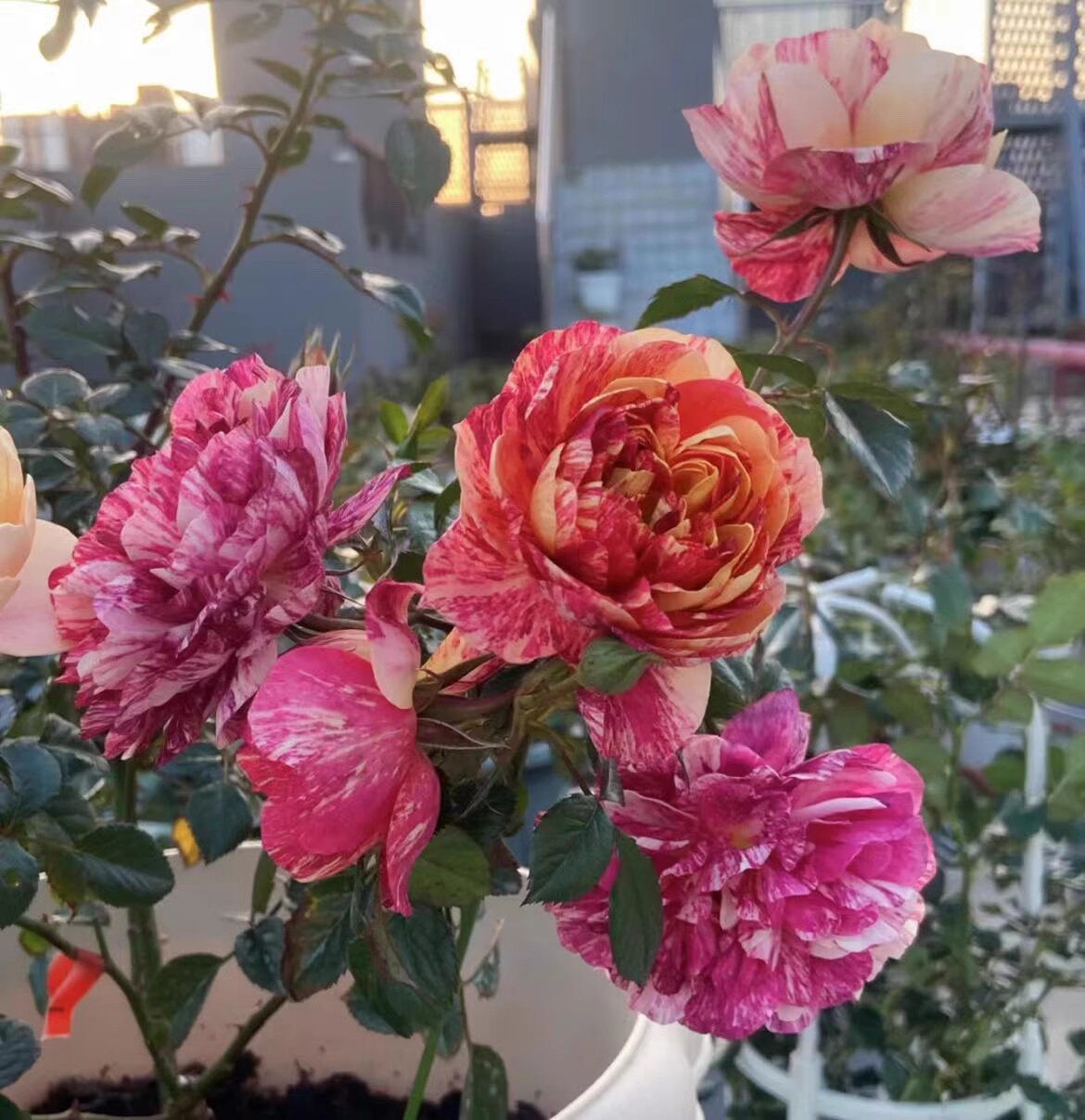 果汁飞溅中苗 条纹不稳定 慎拍 丰花勤花阳台月季1加仑扦插苗月季,淘宝优惠券,粉丝福利购,淘宝优惠卷