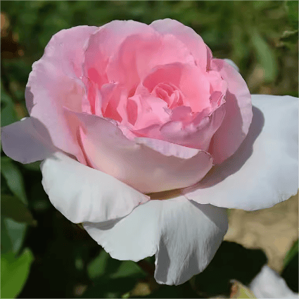 伟大世纪 粉色超大花 四季勤花阳台庭院植物盆栽仙女月季花苗,淘宝优惠券,粉丝福利购,淘宝优惠卷
