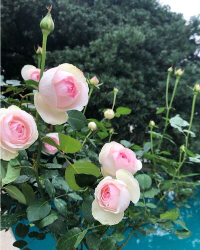 伊芙.乙女心  浓香阳台盆栽地栽  花卉 绿色植物玫瑰月季花苗 - 图3