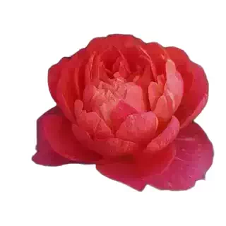 清棚特价 画沙果汁中苗不售后不包活不参加满五送慎拍 一加仑中苗,淘宝优惠券,粉丝福利购,淘宝优惠卷