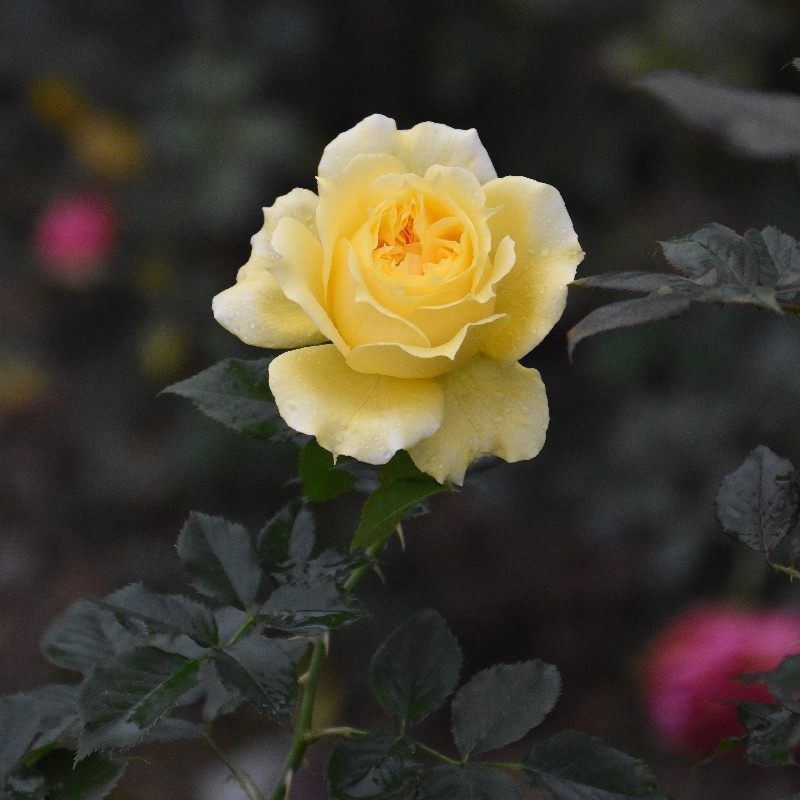 阳光古董灌木茶香大花直立月季多头勤花切花阳台庭院盆栽小苗重瓣,淘宝优惠券,粉丝福利购,淘宝优惠卷