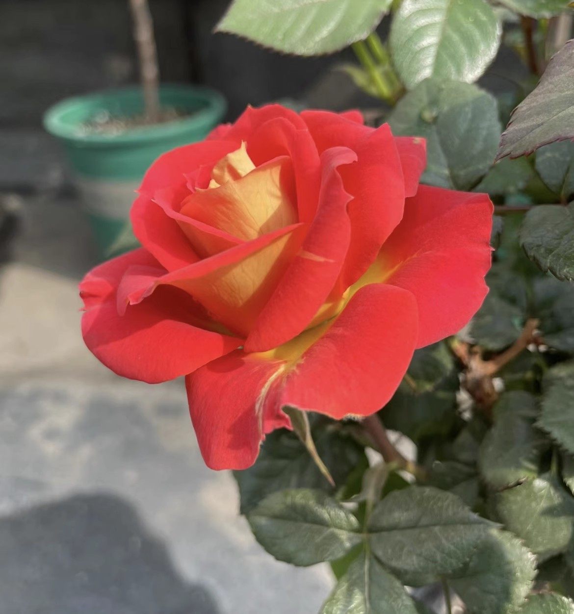 双鱼座小苗 微型月季花苗星座二乔阳台庭院丰花双色多季开花玫瑰,淘宝优惠券,粉丝福利购,淘宝优惠卷