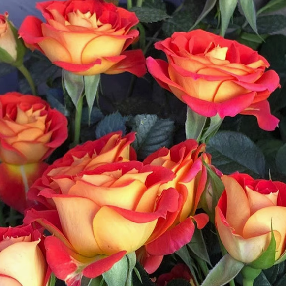 双鱼座/二乔中苗 复色多头四季勤花 阳台抗病好养耐热扦插盆栽,淘宝优惠券,粉丝福利购,淘宝优惠卷