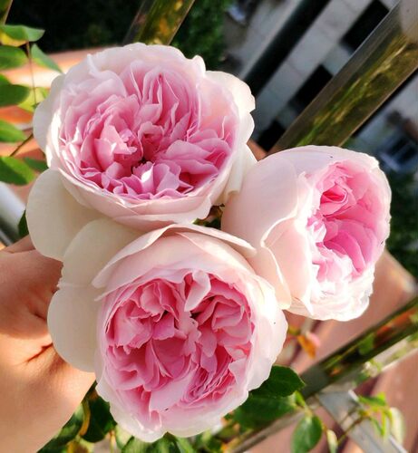 伊芙.乙女心  浓香阳台盆栽地栽  花卉 绿色植物玫瑰月季花苗 - 图2