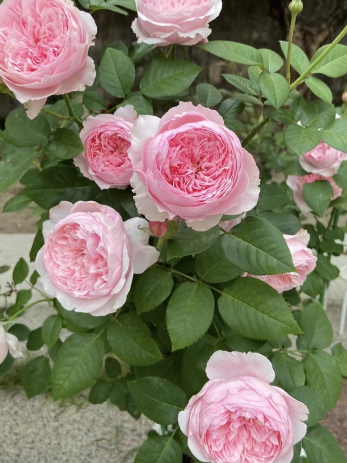 凯丽 奥斯汀中大轮花朵 玫粉色包子 长势旺盛直立抗病多季节月季,淘宝优惠券,粉丝福利购,淘宝优惠卷